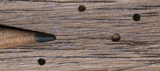 Wood boring beetles