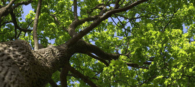 Benefits of topping trees