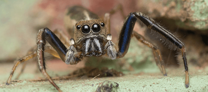 Do jumping spiders bite