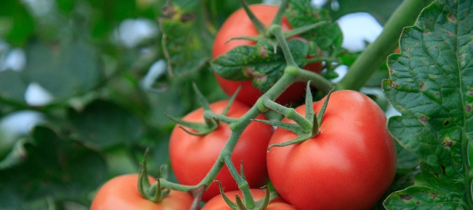 Growing tomatoes in compost