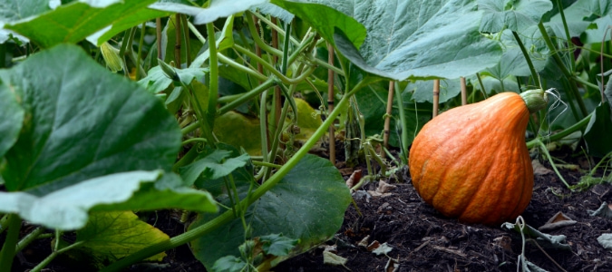 Growing vegetables in pure compost