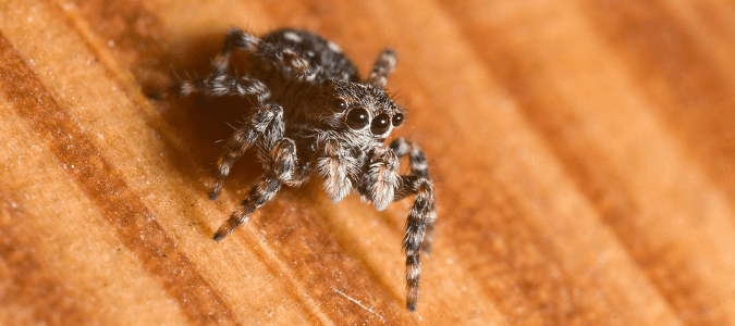 Jumping spider Texas