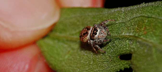 Small jumping spider