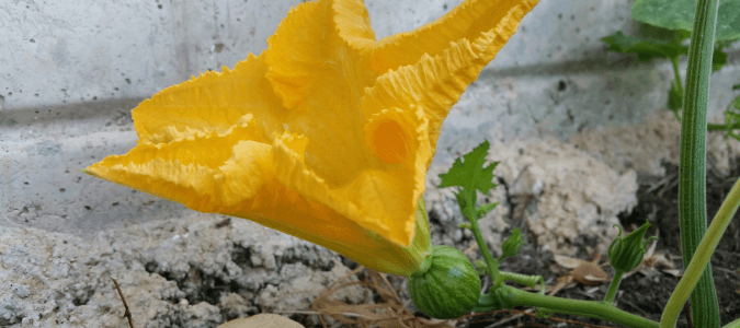 Squash vine borer aluminum foil