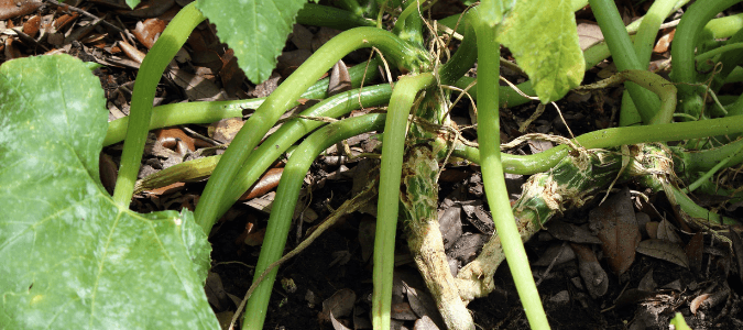 Squash vine borer eggs