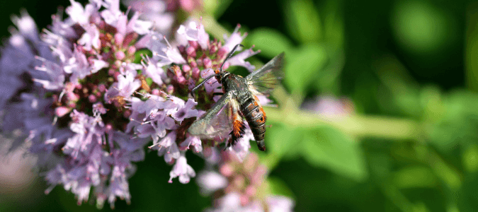 Squash vine borer