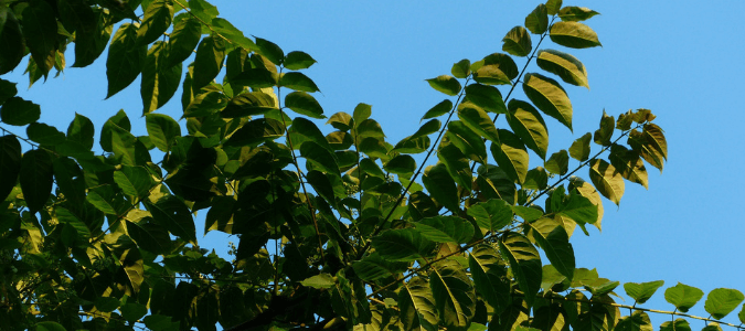 Texas ash tree