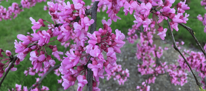 Texas trees list