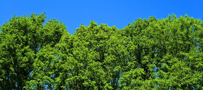 Tree crowning