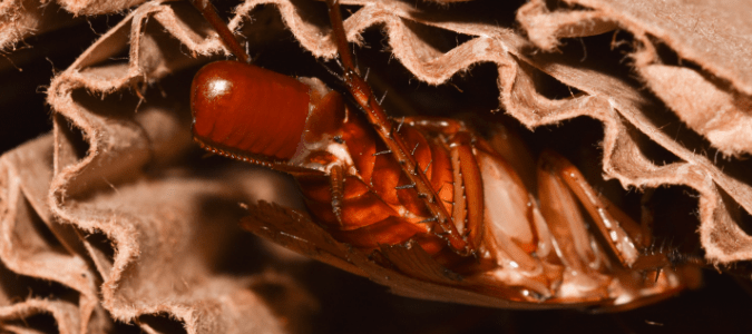 American cockroach eggs