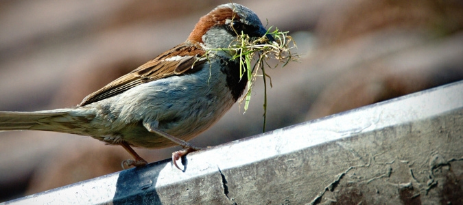 How To Stop Birds From Building Nests In Gutters