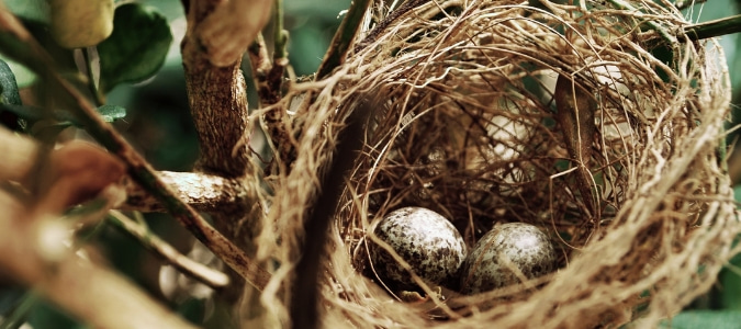 How to keep birds from making nests in unwanted places