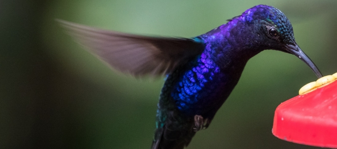 What time of day do hummingbirds feed