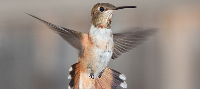 When do hummingbirds leave