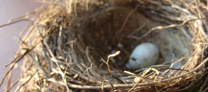 birds nest in gutter