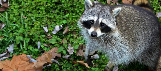 Do raccoons eat cats