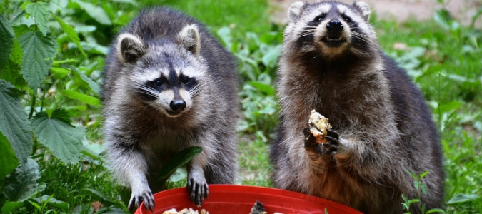 how to keep raccoons out of cat food