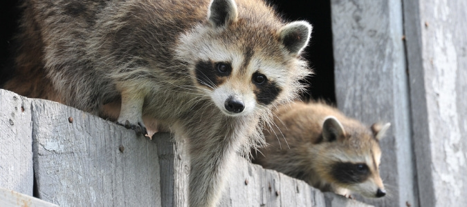 raccoons in backyard