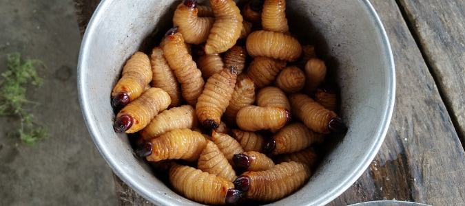 types of grubs