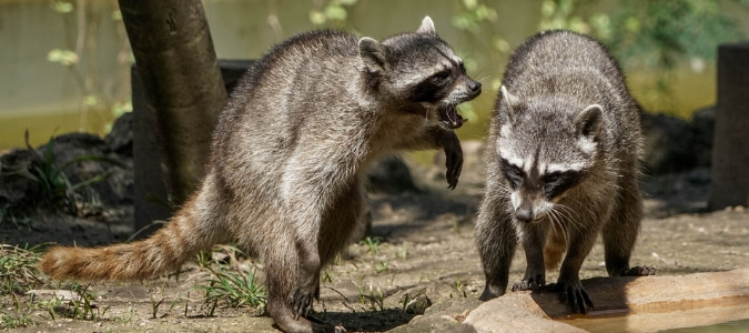 will raccoons hurt cats