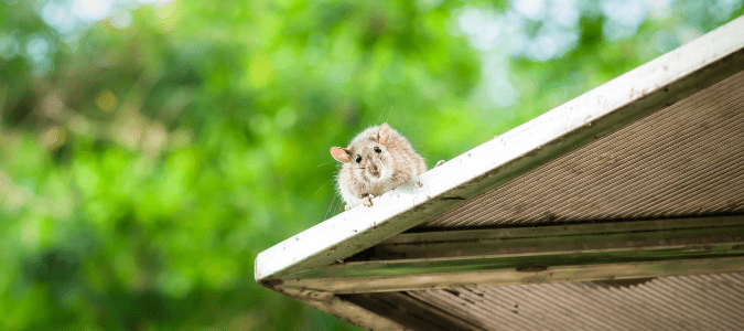 Florida rats