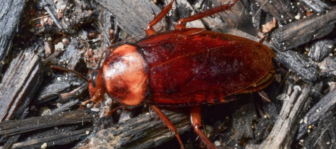 Types of Roaches in Texas