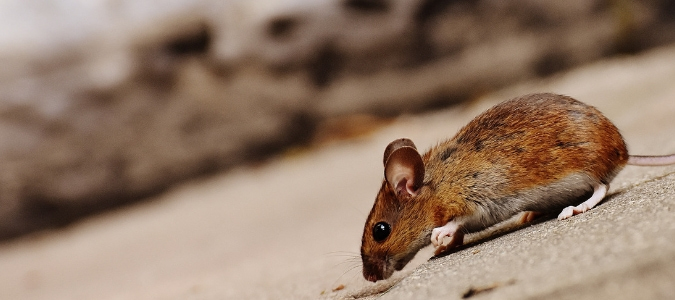 deer mouse vs house mouse droppings