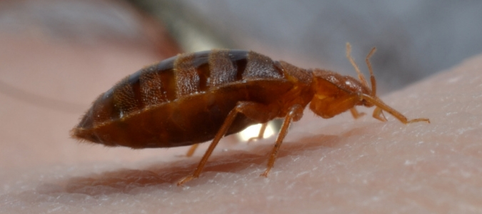 how to find bed bugs during the day