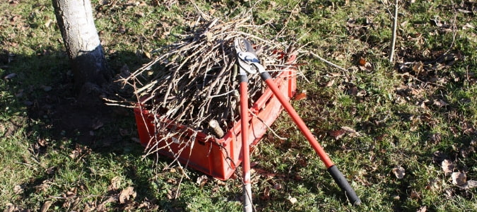 tree pruning techniques