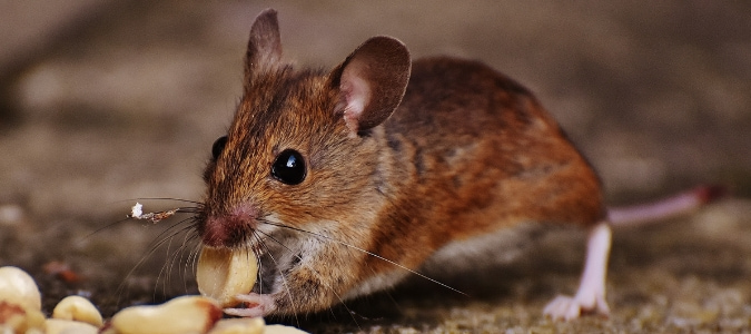 when to call an exterminator for mice