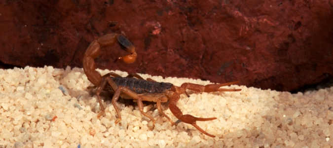 Florida Bark Scorpion