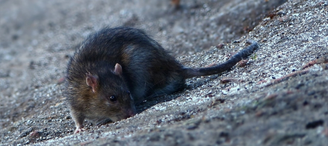 Getting rid of roof rats