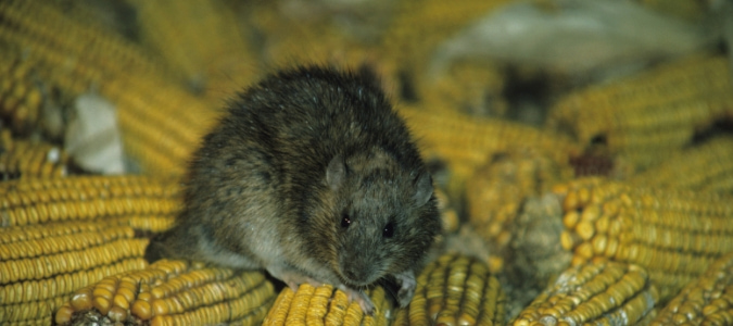 Norway rat invasive species