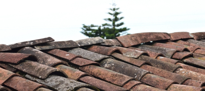 Roof Rats in Texas