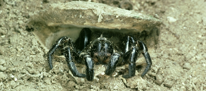 Trapdoor Spider Texas