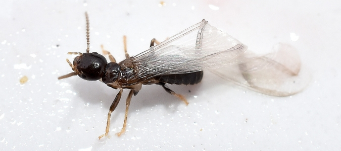 What Do Swarming Termites Look Like