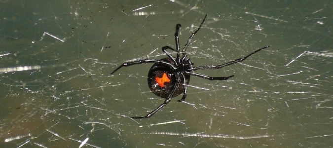 black spiders in texas