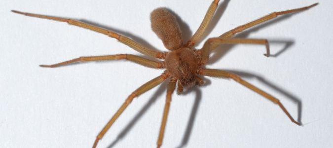 brown recluse texas