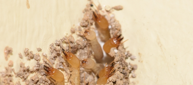 do swarming termites mean infestation