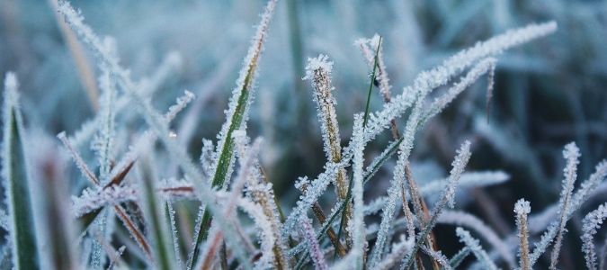 grass height for winter