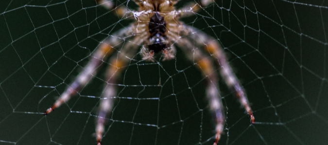 texas spiders