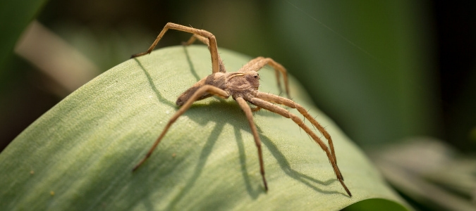 venomous texas spiders