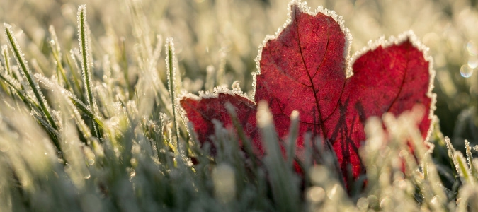 what temperature does grass stop growing