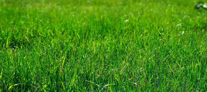 Are Grass Spiders Poisonous