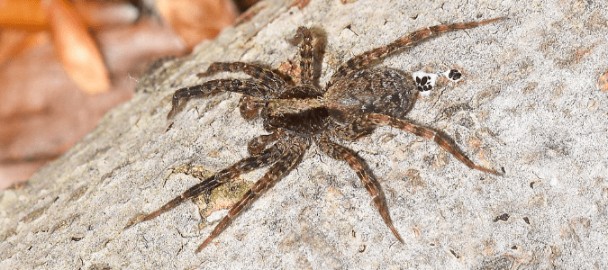 Grass Spider Bite