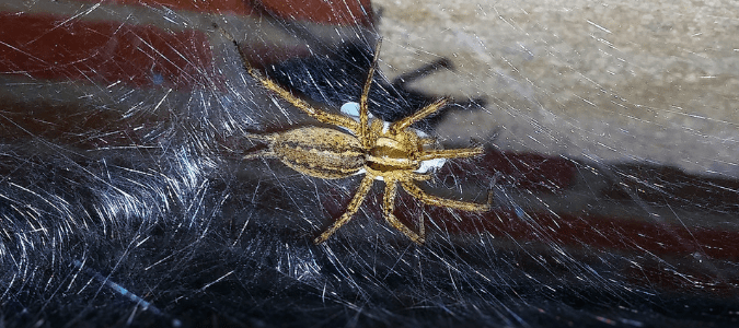 Grass spider web