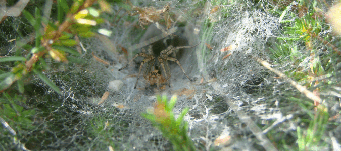 Grass spiders Texas