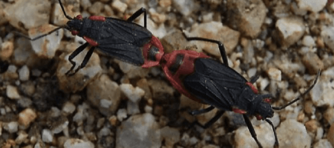 Red Bugs in Florida