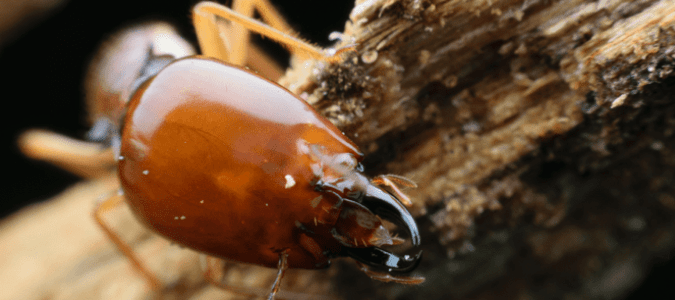 Formosan subterranean termite