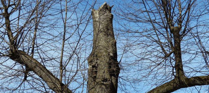 how to save a dying oak tree